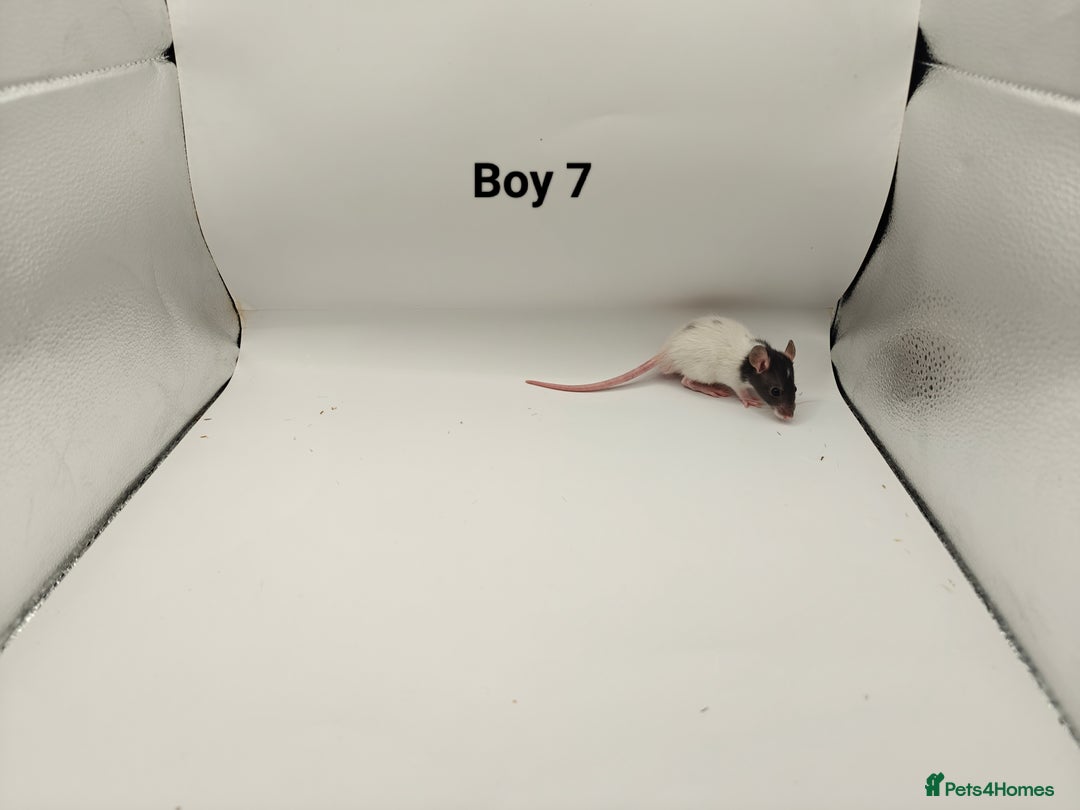 Rat rodents for sale: JAN: 27 Rats (21 Rats: 10 Boys & 11 Girls Left) - Advert 8