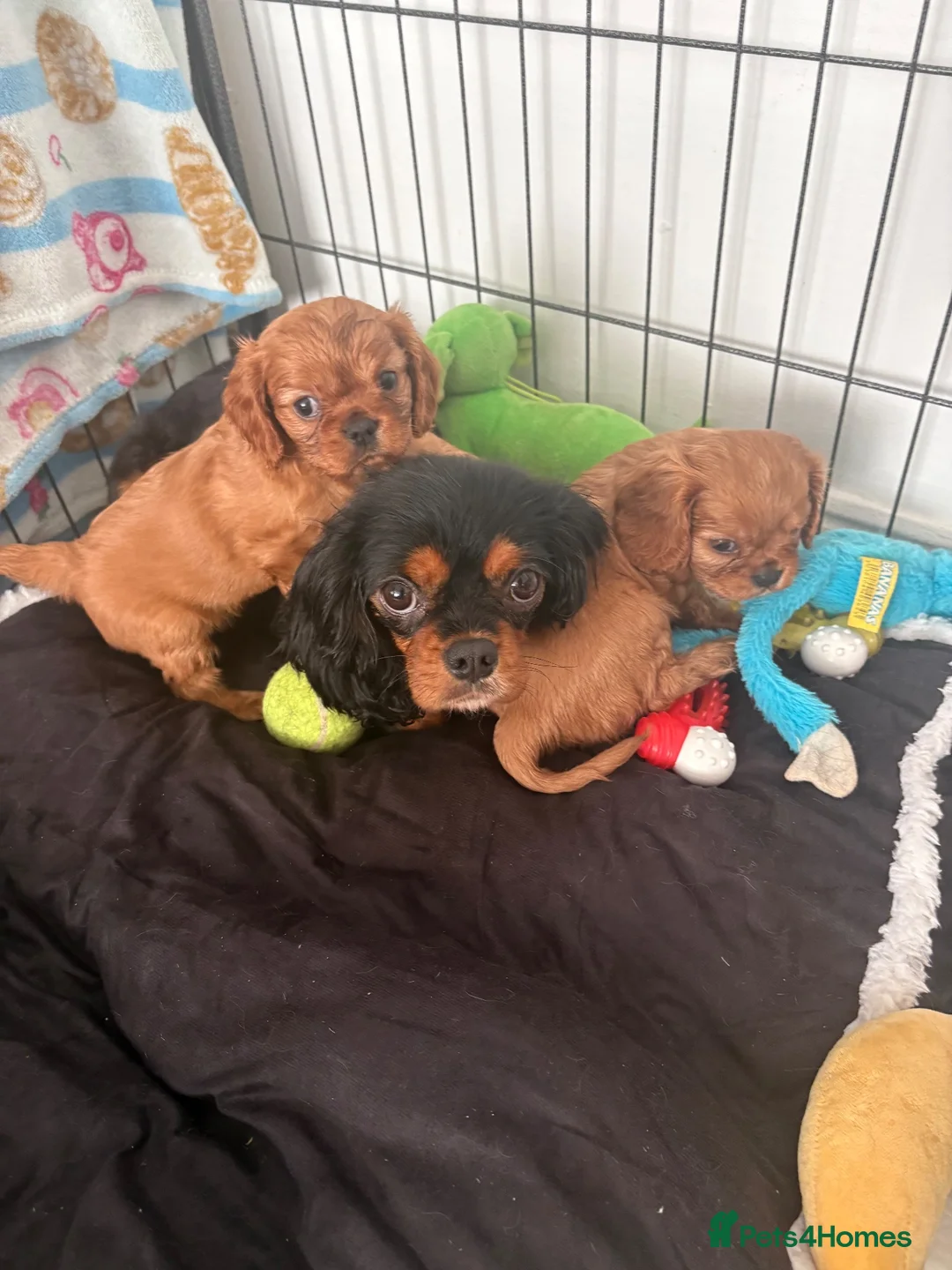 Cavalier King Charles Spaniel dogs for sale: Kc reg ruby girls  - Advert 1