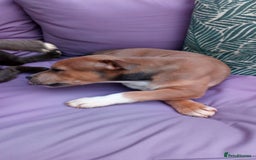 Staffordshire Bull Terrier dogs for sale: Gorgeous staffy pups  - Image 4