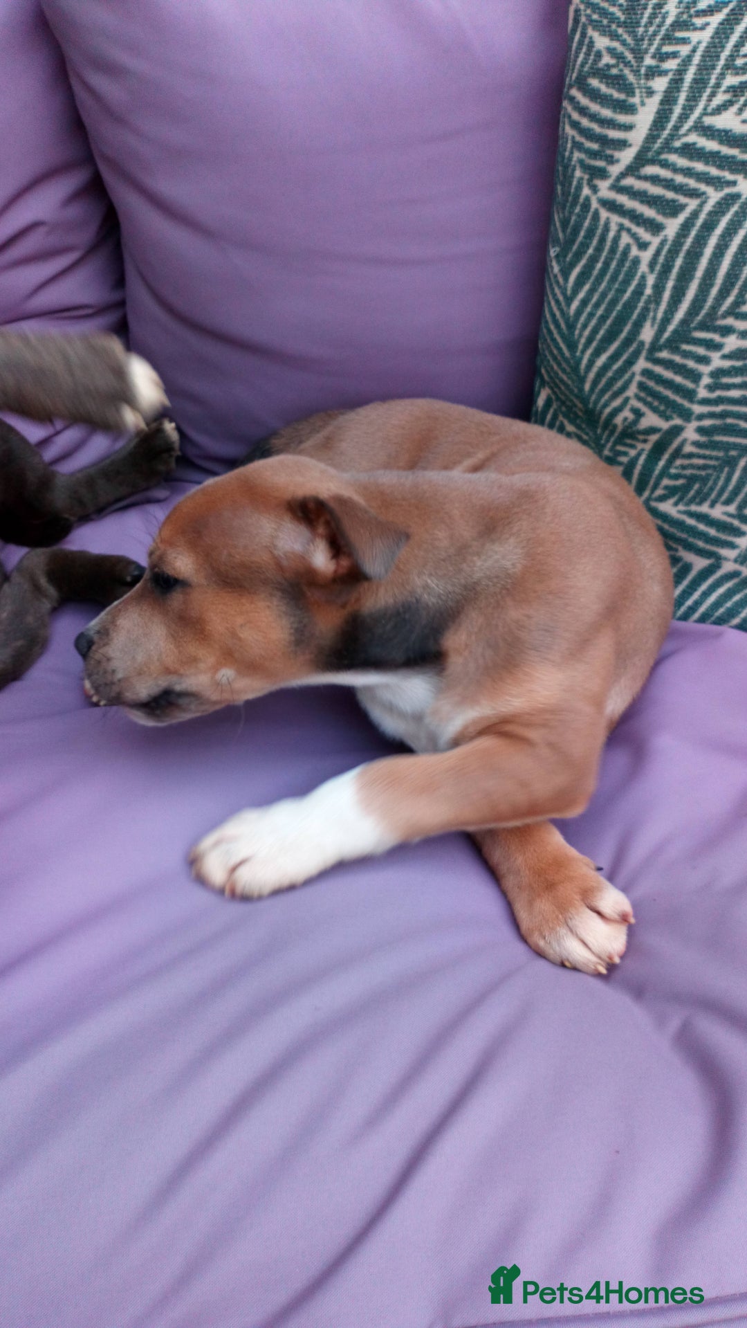 Staffordshire Bull Terrier dogs for sale: Gorgeous staffy pups  - Image 4