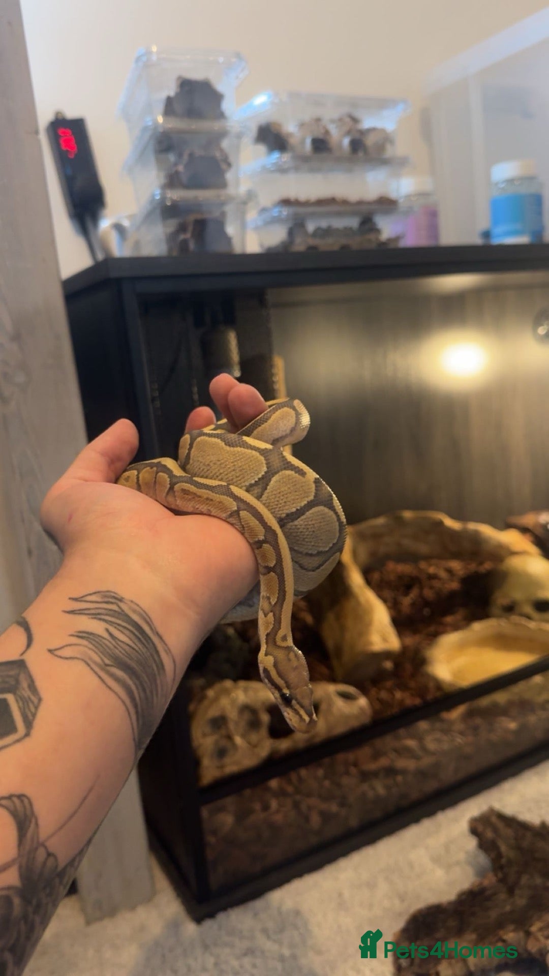Python Snake reptiles for sale: Hypo Enchi Royal Python (Male) - Advert 1
