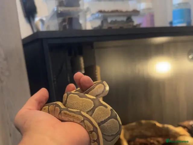 Python Snake reptiles for sale: Hypo Enchi Royal Python (Male) - Advert 1