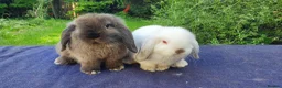 Mini Lop rabbits for sale: Beautiful pedigree Mini Lops  - Advert 1