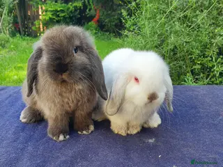 Mini Lop rabbits Beautiful pedigree Mini Lops - Advert 3