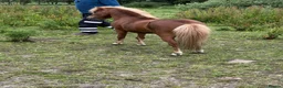 Miniature horses for sale: American miniature chestnut stallion  in Rochdale - Advert 2