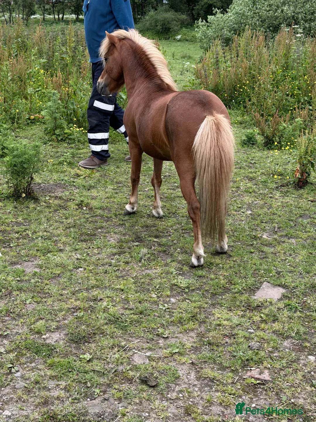 Miniature horses for sale: American miniature chestnut stallion  in Rochdale - Advert 2