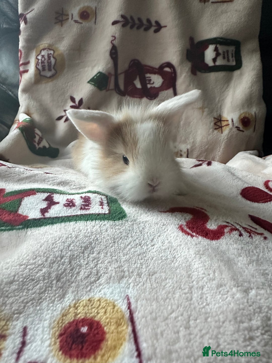 Mini Lop rabbits for sale: Adorable Baby Mini Lops Looking for Loving Homes - Advert 2