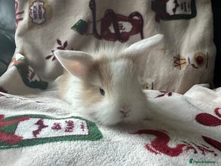 Mini Lop rabbits Adorable Baby Mini Lops Looking for Loving Homes - Advert 1