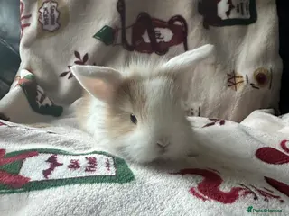 Mini Lop rabbits Adorable Baby Mini Lops Looking for Loving Homes - Advert 4
