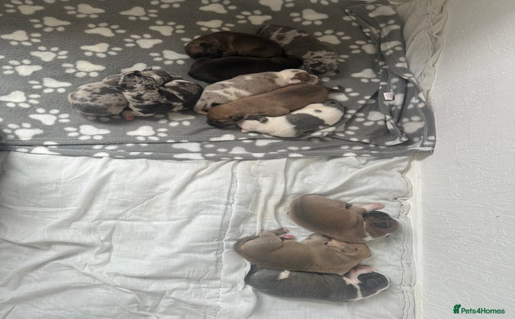 Mixed Breed dogs - Advert 1