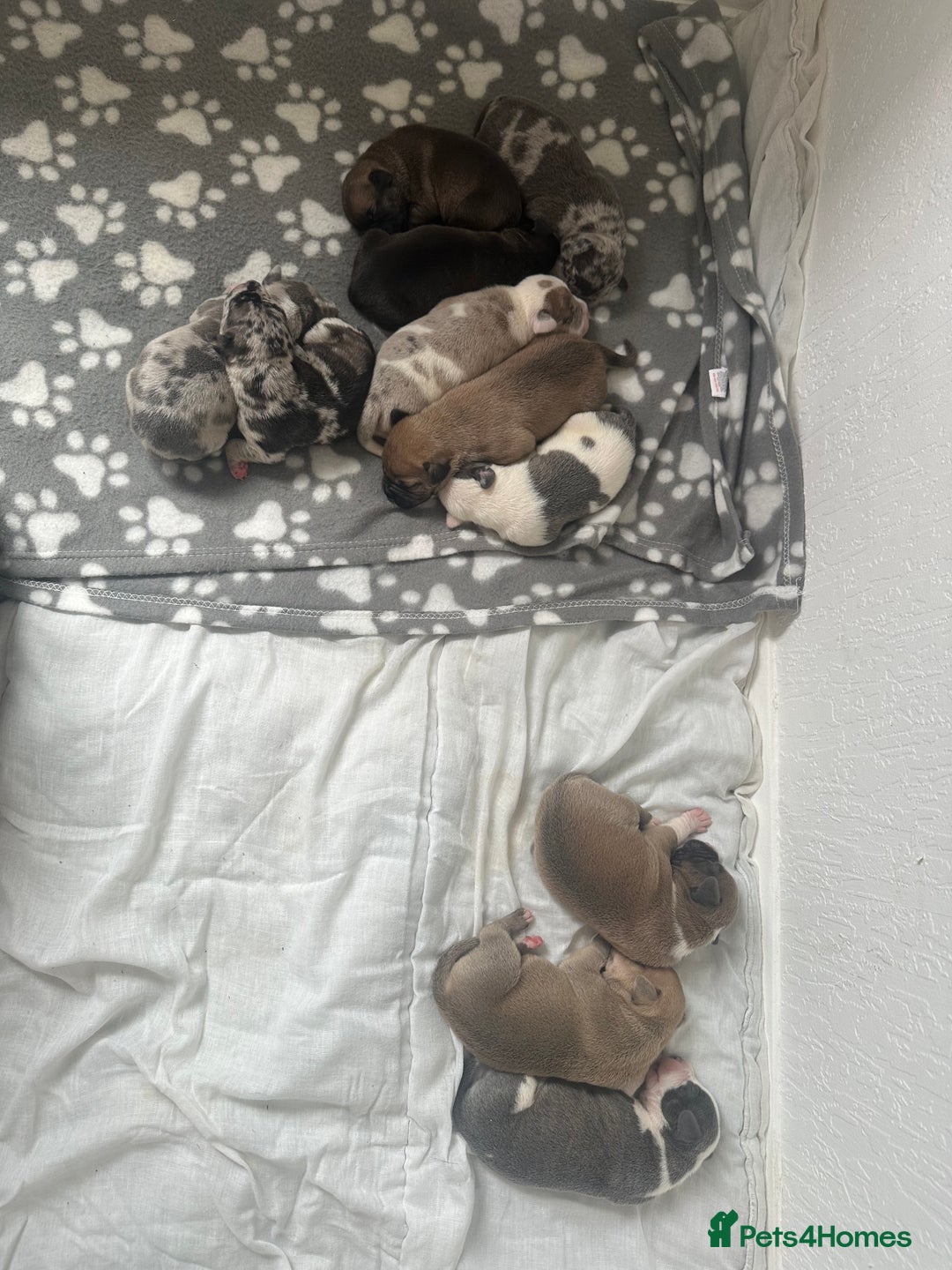 Mixed Breed dogs for sale: American bull staff puppies  - Image 1