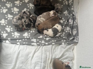 Mixed Breed dogs - Advert 12