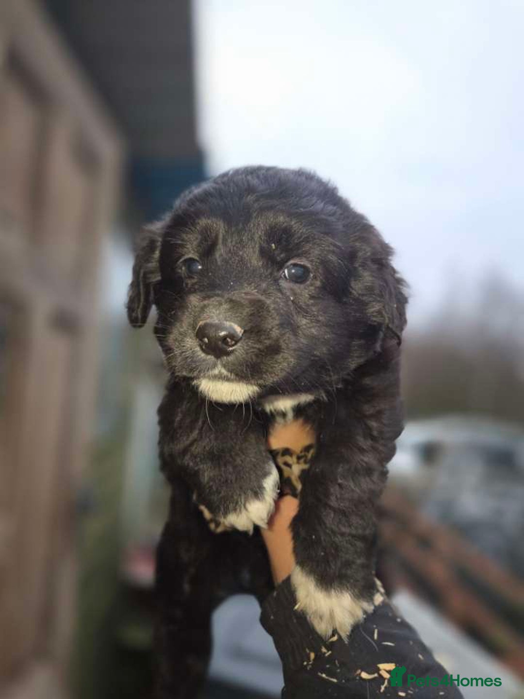 Mixed Breed dogs for sale: Gsd x cocker spaniel (hybrid) - Advert 3