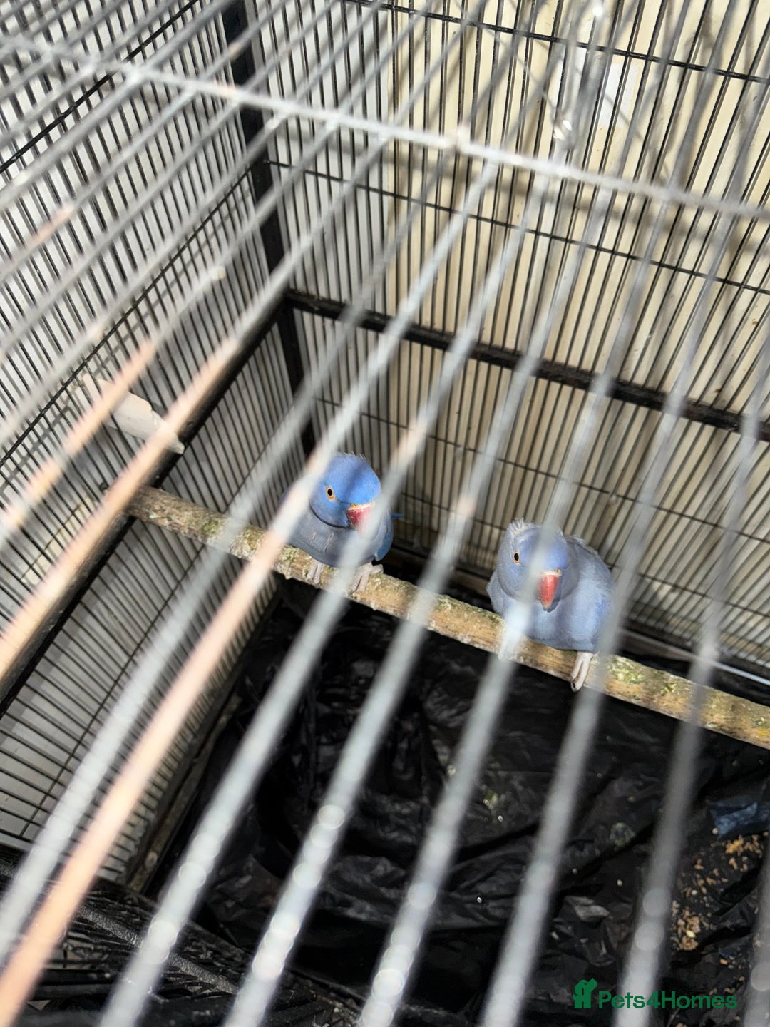 Ringnecks birds for sale: Ringneck pair Violet  - Advert 5
