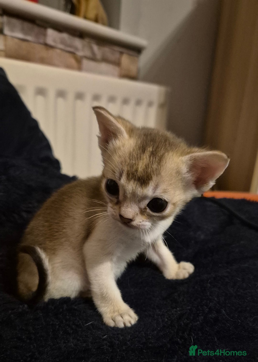 Singapura cats for sale: ⚜️TICA registered Singapura kittens  - Advert 15