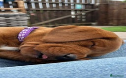 Labrador Retriever dogs for sale: Very dark Fox Red Labrador puppies - Image 9