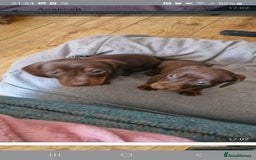 Miniature Dachshund dogs for sale: Mini Dachshund Puppies - Image 16