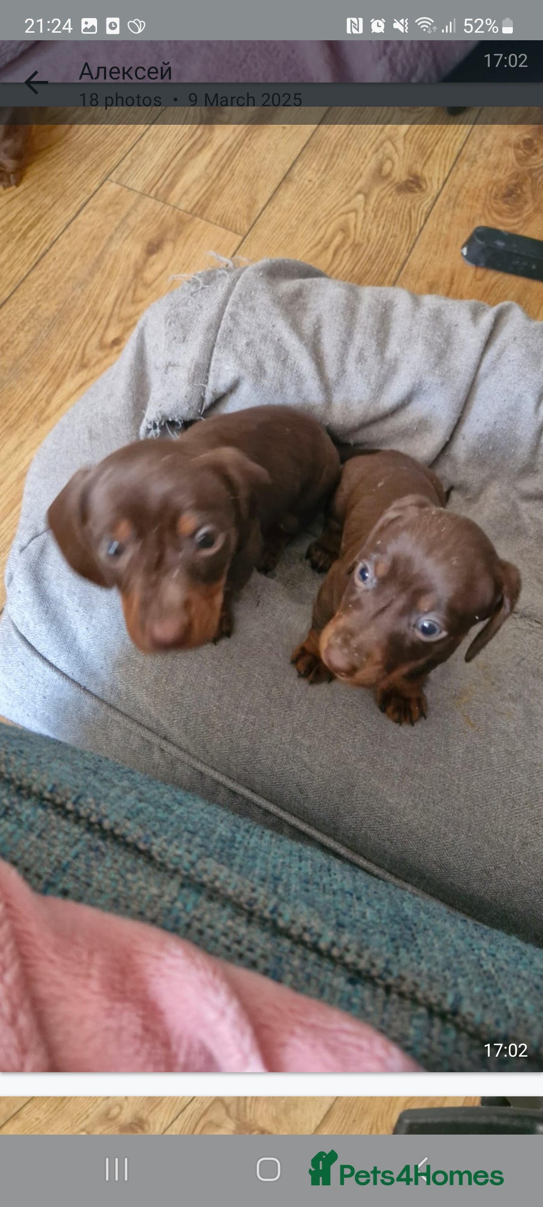 Miniature Dachshund dogs for sale: Mini Dachshund Puppies - Image 16