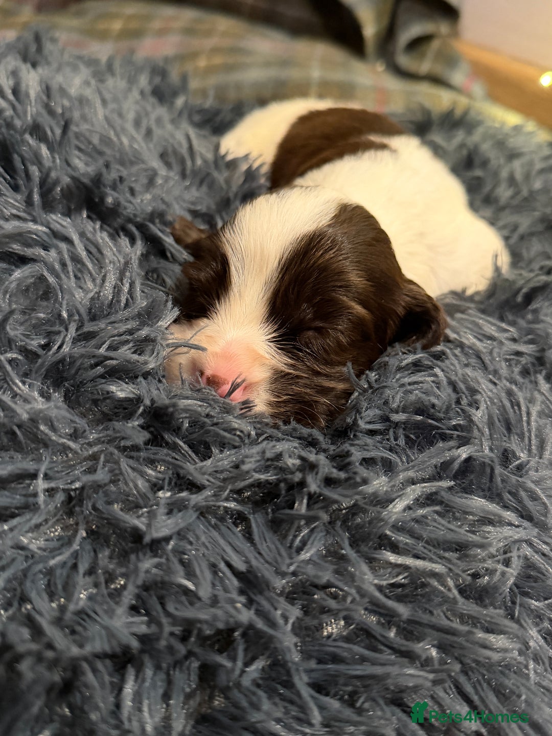 Cocker Spaniel dogs for sale: Cocker Spaniel Merle Puppies  - Advert 9