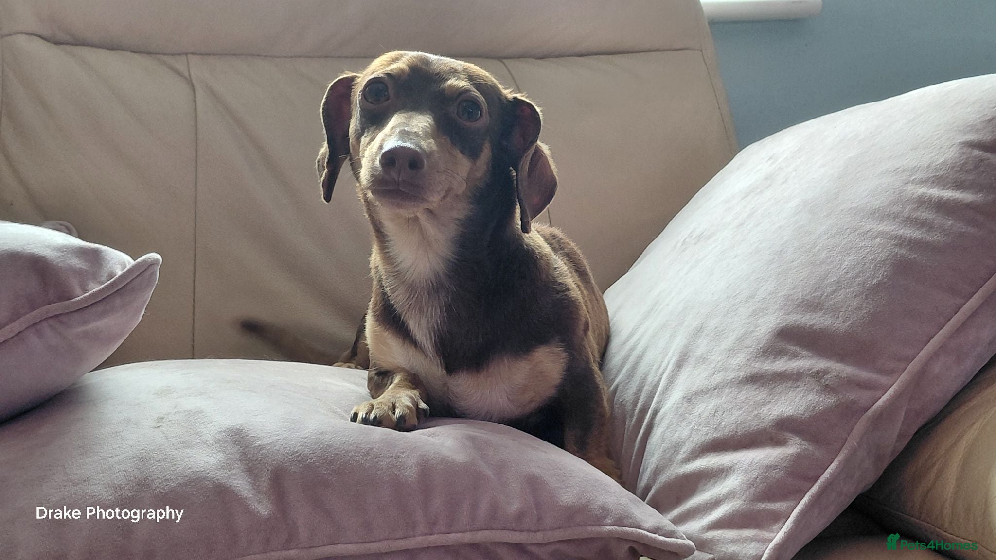 Miniature Dachshund dogs Female Chocolate & Tan Short Haired Toy Miniature - Advert 1