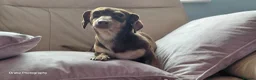 Miniature Dachshund dogs for sale: Female Chocolate & Tan Short Haired Toy Miniature - Advert 1