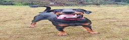 Dobermann dogs for sale: A Stunning strong KC Reg Black & Tan Doberman - Advert 2