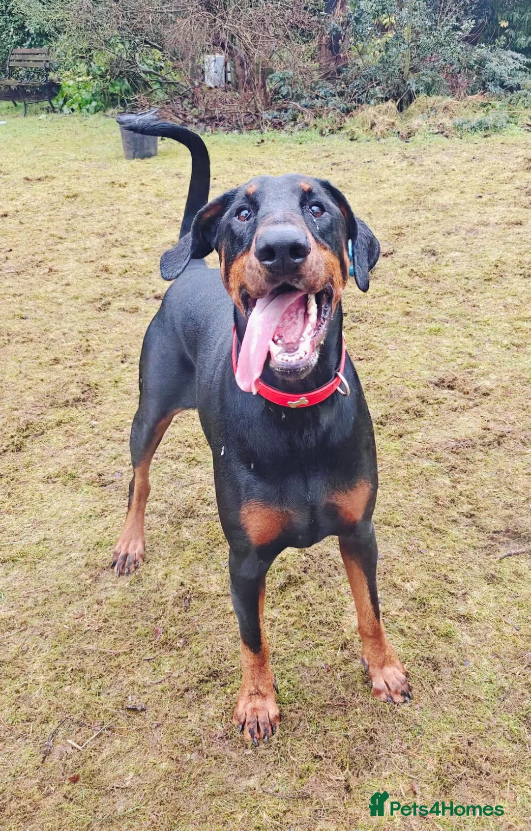 Dobermann dogs for sale: A Stunning strong KC Reg Black & Tan Doberman - Advert 2
