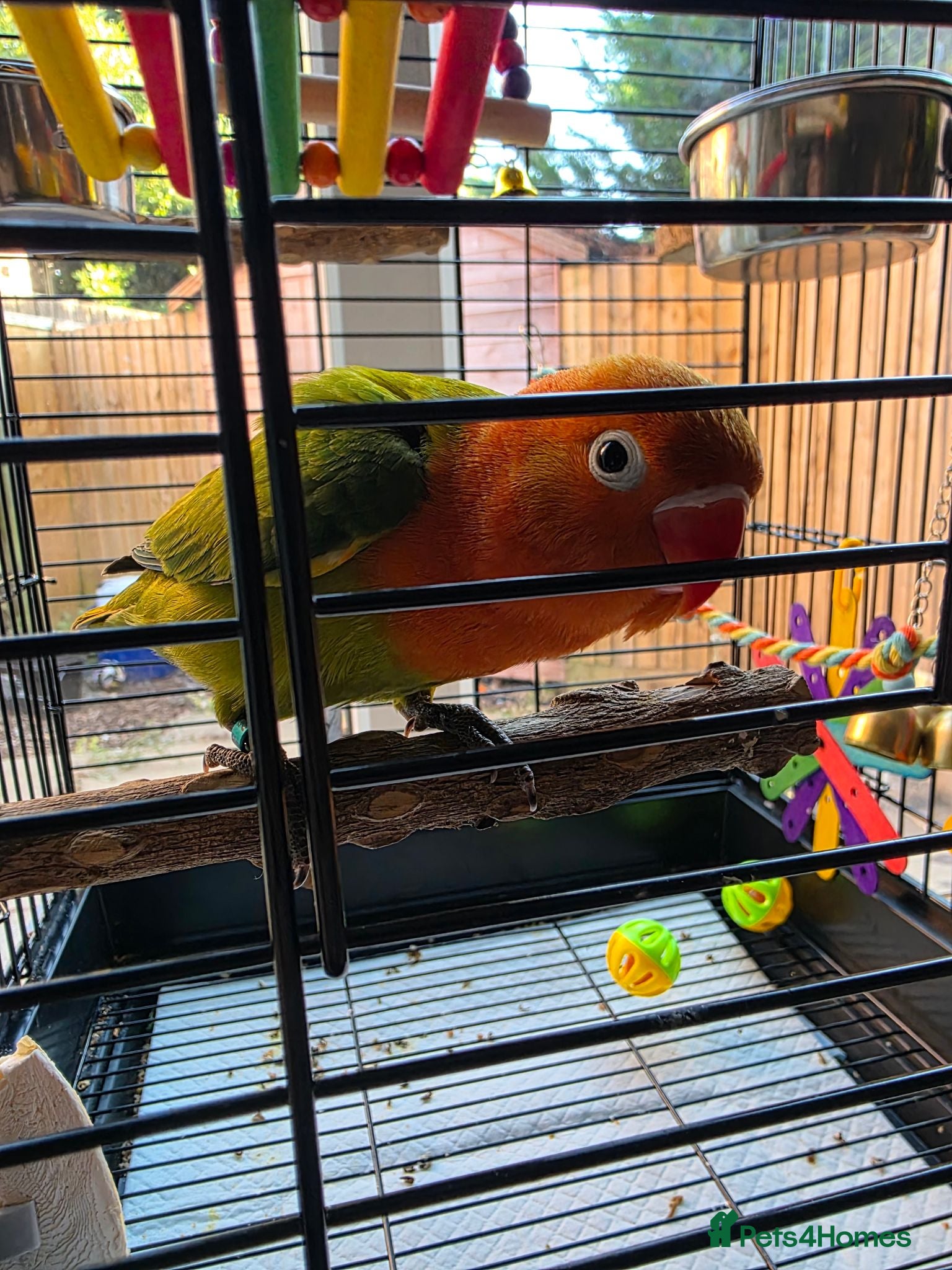 Lovebirds birds Beautiful Male Lovebird 8 Weeks old - Advert 1