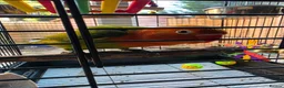 Lovebirds birds for sale: Beautiful Male Lovebird 8 Weeks old in Mansfield - Advert 1