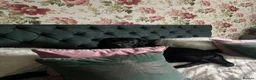 Goldador dogs for sale: Goldadors ❤️❤️❤️ - Advert 4