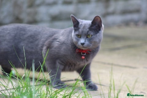 British Shorthair cats British short hair kittens - Advert 1