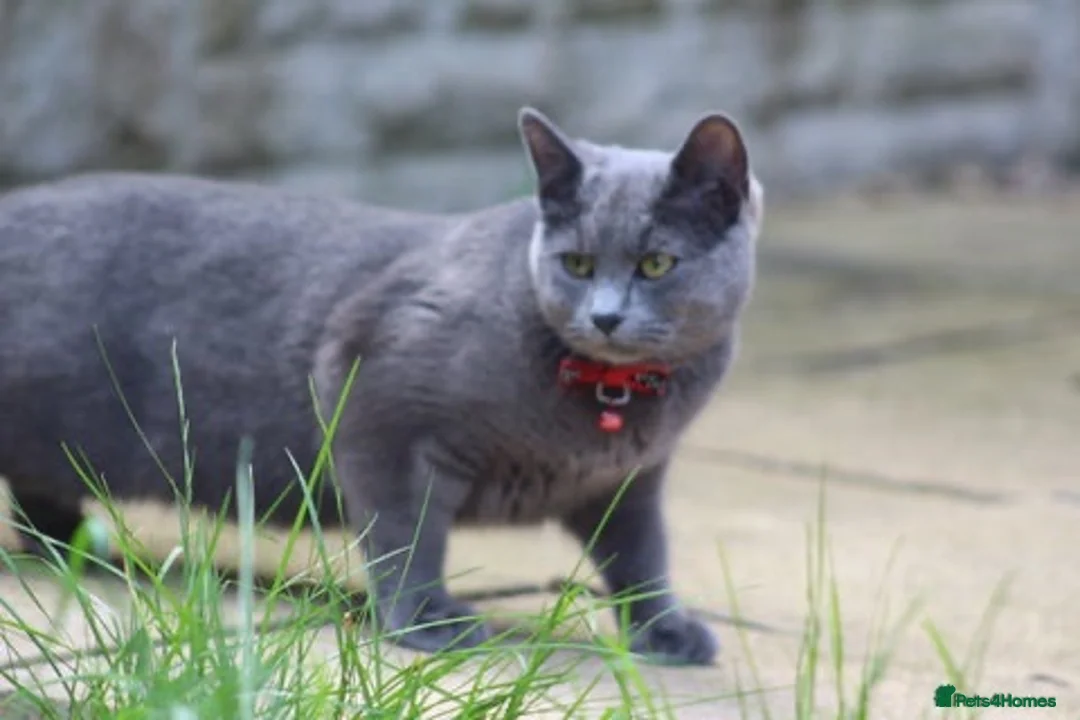 British Shorthair cats for sale: British short hair kittens - Advert 1