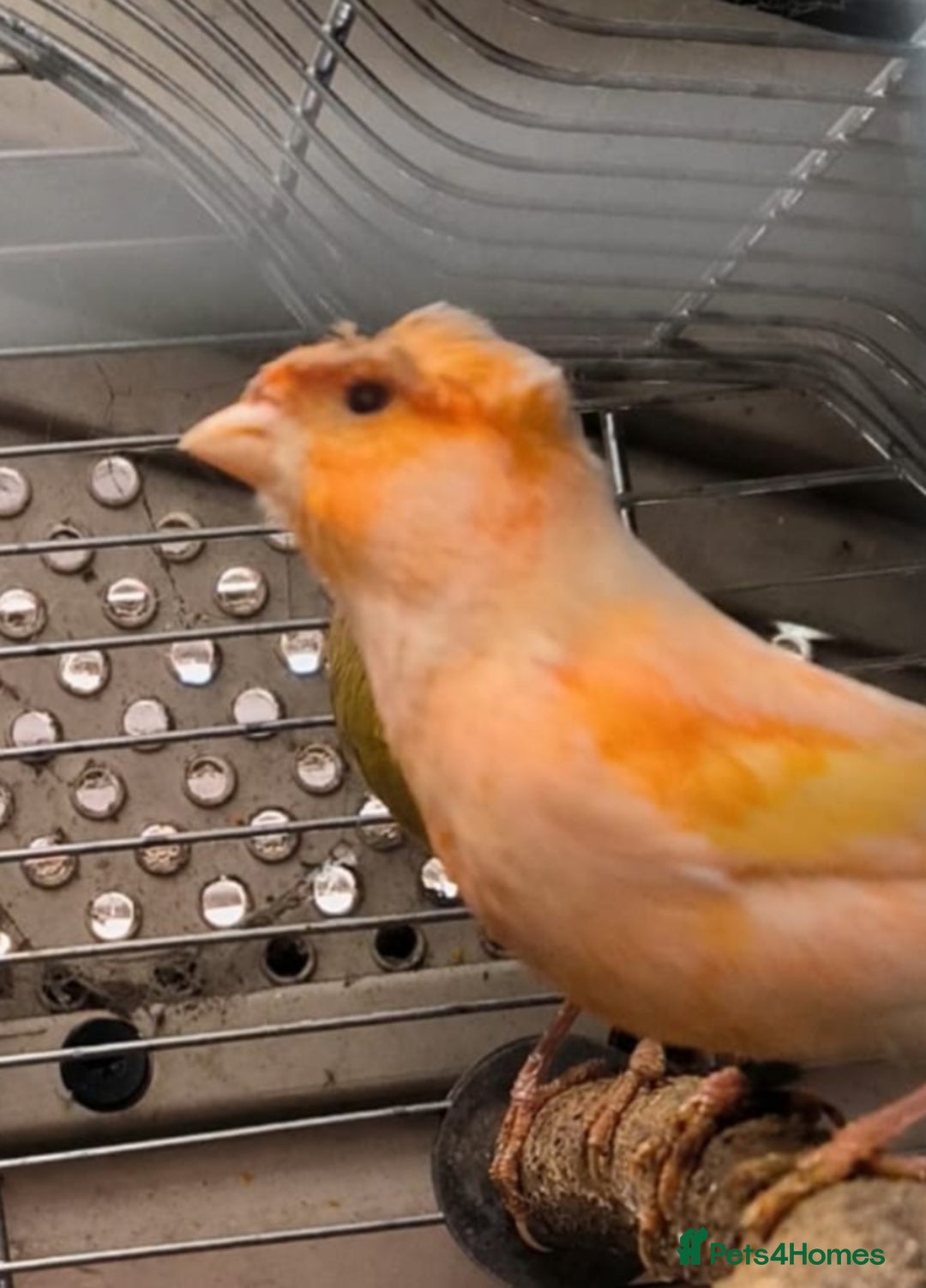 Canaries birds for sale: Young 2025 canaries  - Image 6