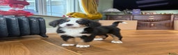 Bernese Mountain Dog dogs for sale: Bernese Mountain Dog Pups  - Advert 4