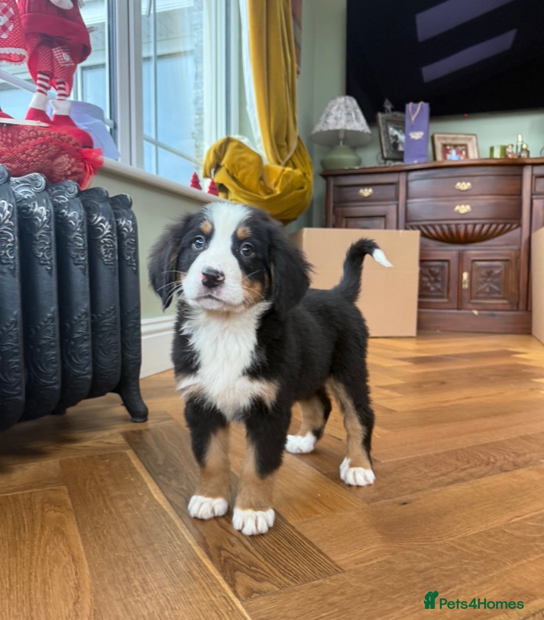 Bernese Mountain Dog dogs for sale: Bernese Mountain Dog Pups  - Advert 4