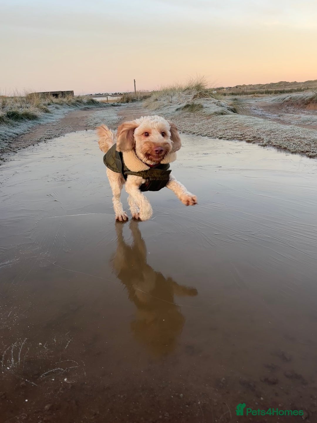 Cockapoo dogs for stud: Ralph 2 year old cockapoo stud £100 - Image 3