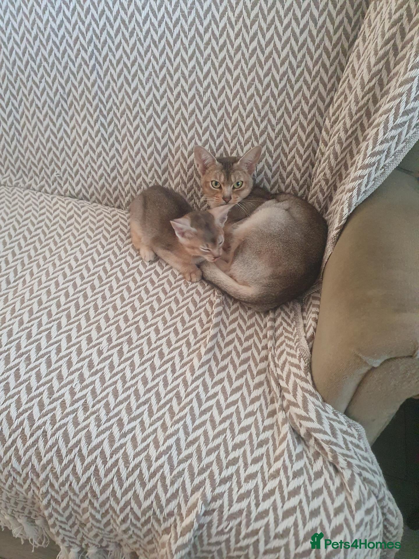 Abyssinian cats for sale: Chocolate silver abbysinian boy - Advert 1