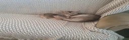 Abyssinian cats for sale: Chocolate silver abbysinian boy in Croydon - Advert 1