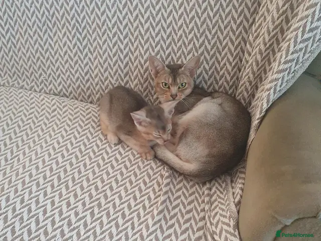 Abyssinian cats for sale: Chocolate silver abbysinian boy - Advert 1