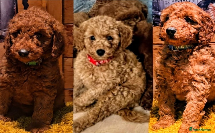 Miniature Poodle dogs MINIATURE POODLE PUPPIES.   - Advert 8