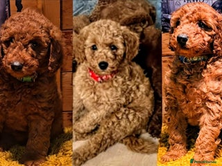 Miniature Poodle dogs MINIATURE POODLE PUPPIES. - Advert 1