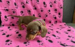 Miniature Dachshund dogs for sale: STUNNING MINIATURE DACHSHUND PUPPIES FOR SALE  - Image 7