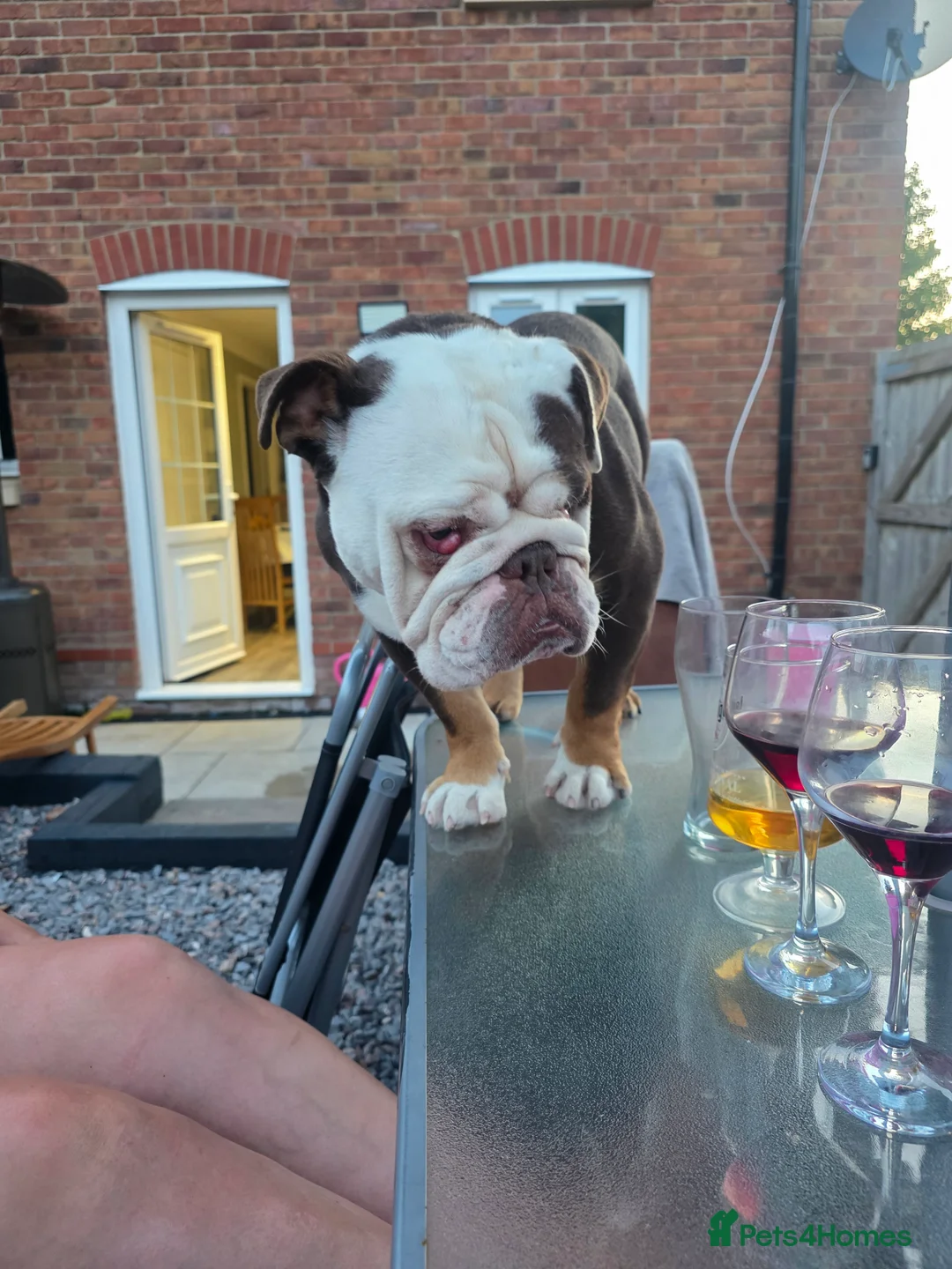 English Bulldog dogs for sale: Looking for the right home for our adopted bulldog - Advert 2