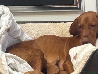 Hungarian Vizsla dogs Richard Stephenson - Advert 3