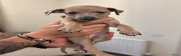 Italian Greyhound dogs for sale: 🐾 KC Registered Italian Greyhound Puppies 🐾 - Advert 3