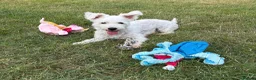 Mixed Breed dogs for sale: Female Pudland Puppy Looking For 5 Star Home - Advert 4
