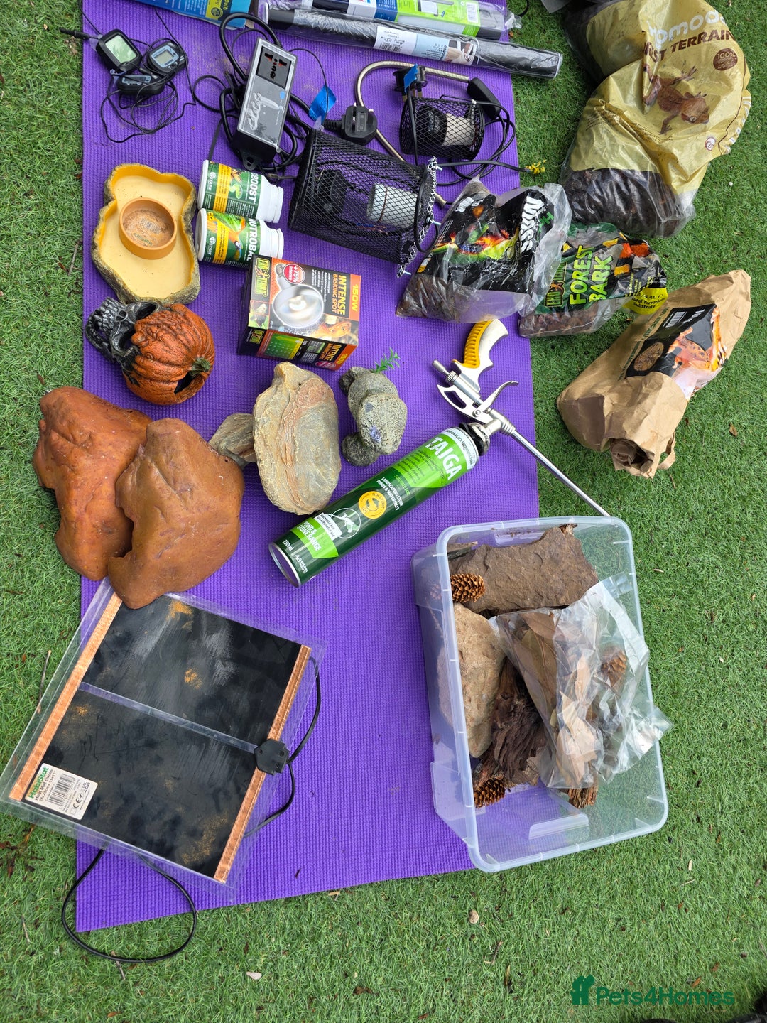 Frog reptiles for sale: Kit terrarium - Image 3
