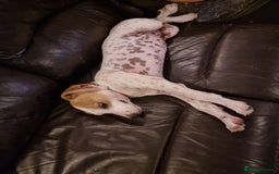 Mixed Breed dogs for adoption: Lucky – The Wibbly Woobly Pointer puppy  - Image 3