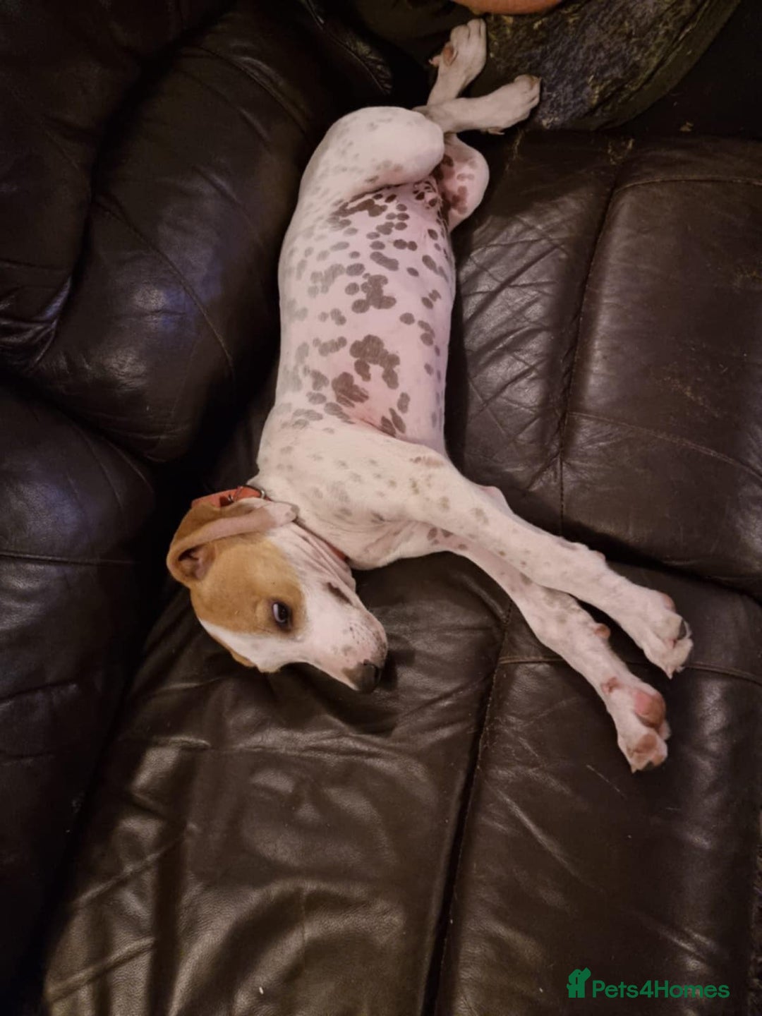 Mixed Breed dogs for adoption: Lucky – The Wibbly Woobly Pointer puppy  - Image 3