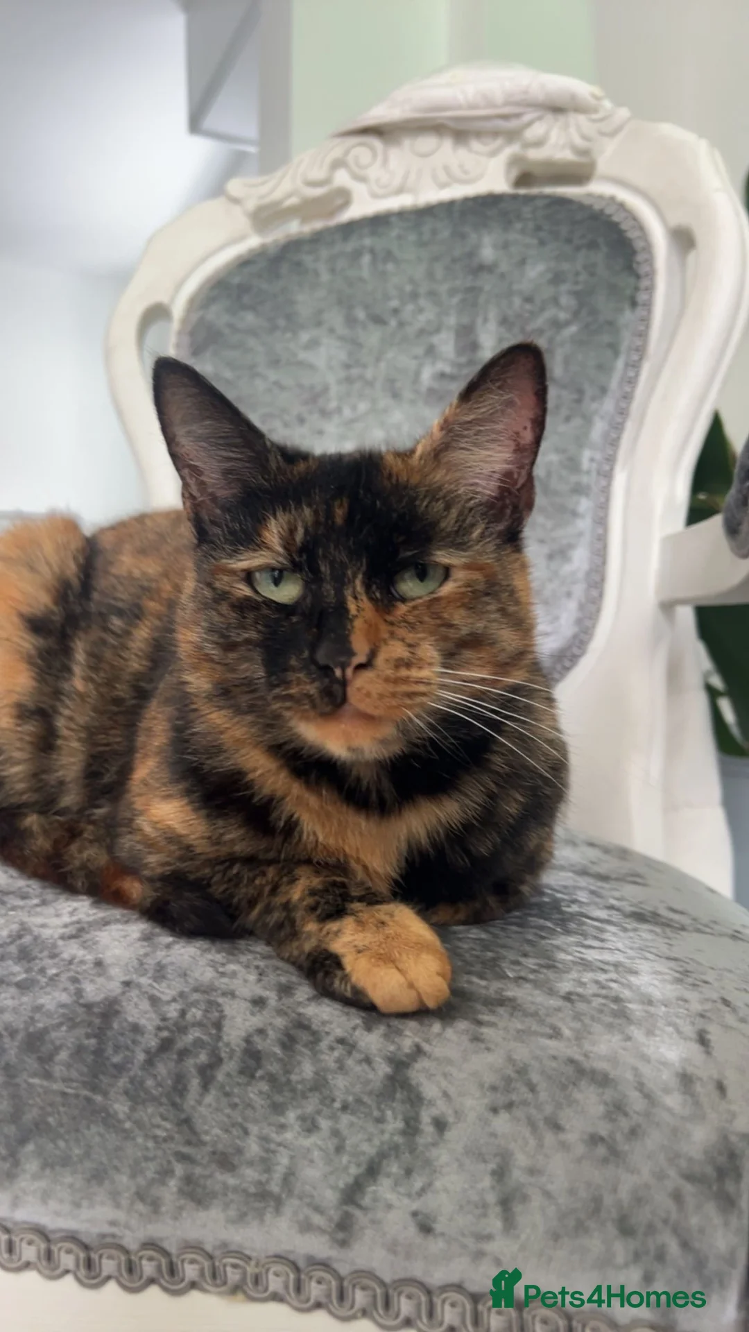 Mixed Breed cats for sale: Beautiful boy & girl kitten ready now  - Advert 9
